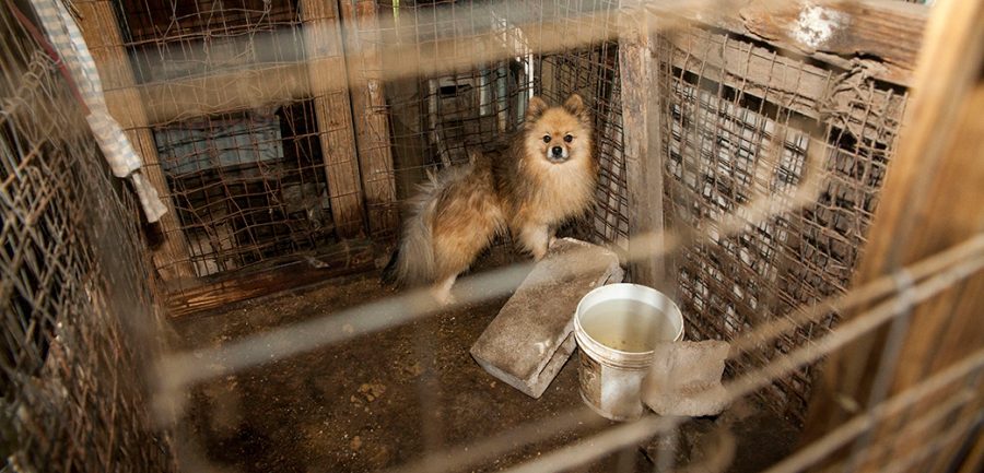 An Inside Look at Puppy Mills: The Hundreds Hurt