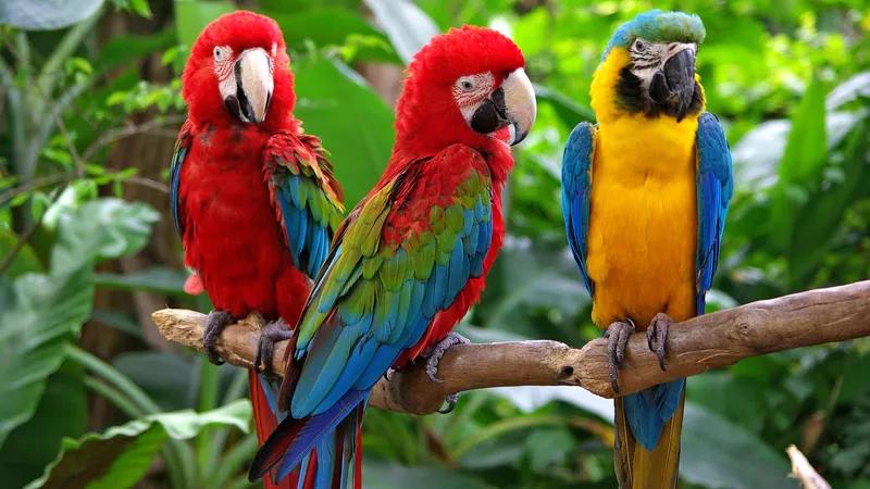 Parrots; Second to Humans