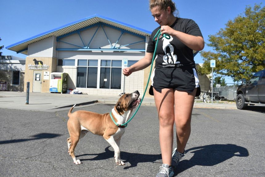 Meth burn at Montana Animal Shelter