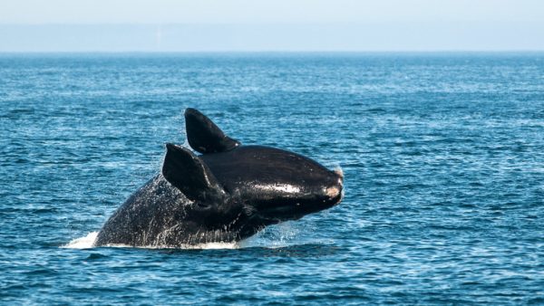 One of the world's rarest whales grows in population in the Atlantic