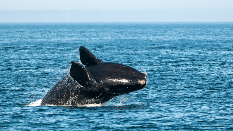 One of the world's rarest whales grows in population in the Atlantic