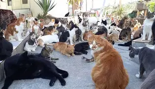 Cyprus Faces Growing Cat Population Crisis