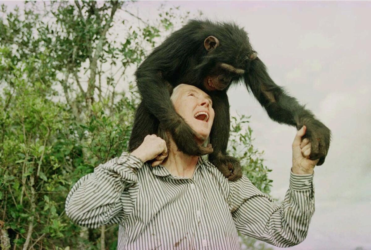 Jane Goodall, Chimpanzee Expert, Dies at 91