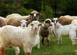Vermont Ski Area Employs Goats and Sheeps