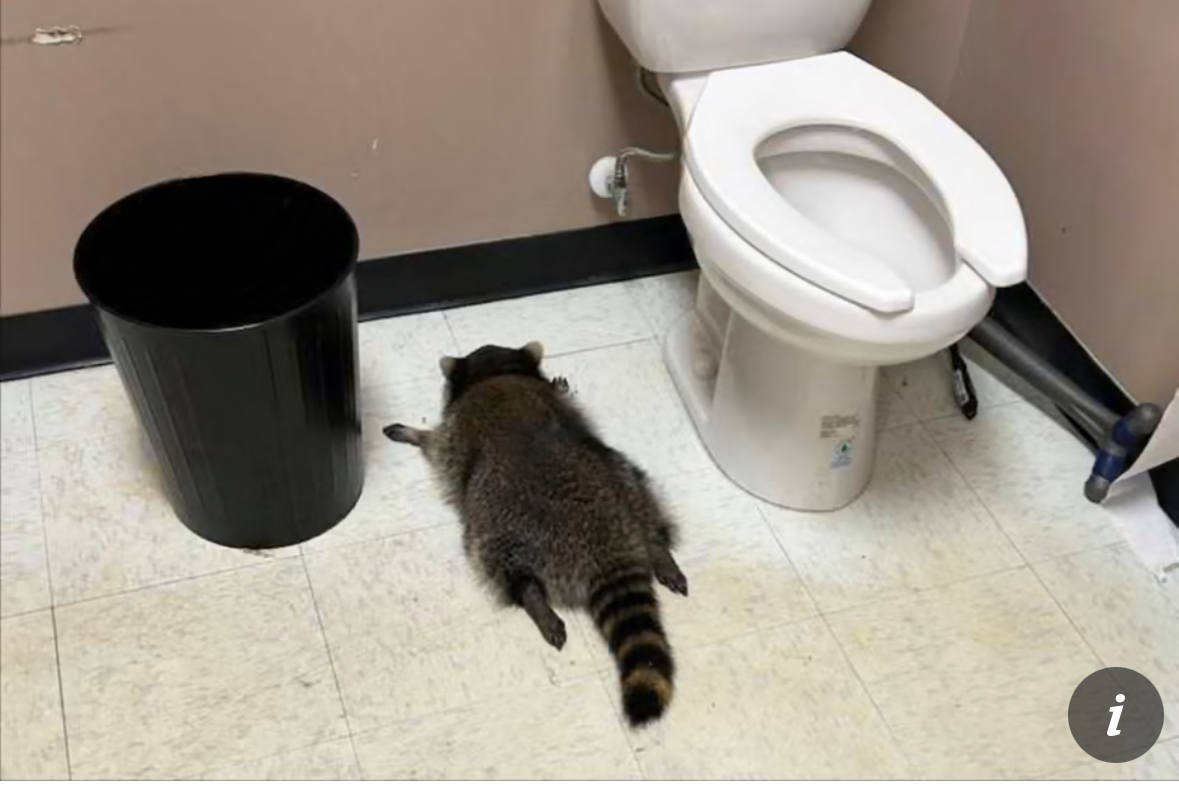 Intoxicated Raccoon Found Passed Out in Virginia Liquor Store