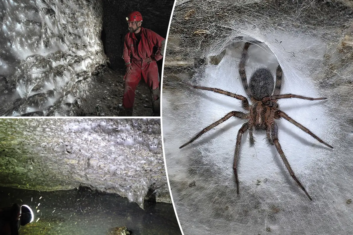 Discovery of The Worlds Largest Spiderweb