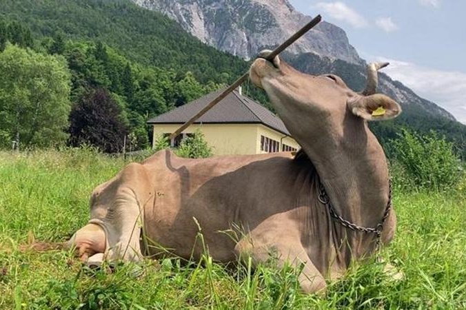 Austria Cow Can Use Tools