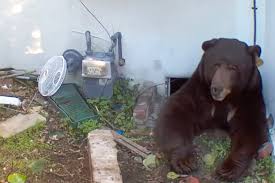 California Homeowner New Bear Roomate