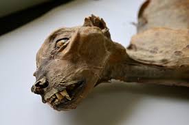 Mummified Cheetahs discovered