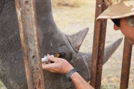Rhino’s Eye-site Restored after Absurd Idea