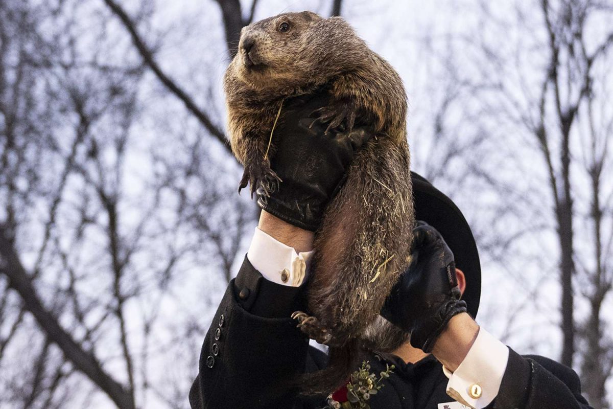 Punxsutawney Phil