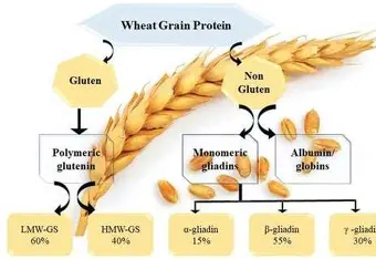Gluten Allergies